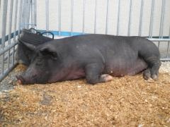 Ambiance bon enfant à la St Cochon