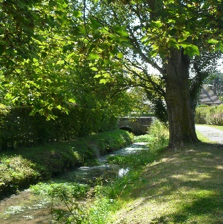 La rivi�re est encombr�e de v�g�taux