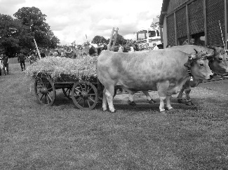 Les boeufs, symbole de la moisson d'antan Les boeufs, symbole de la moisson d'antan