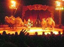 Tradition clownesque au cirque Zavatta Tradition clownesque au cirque Zavatta